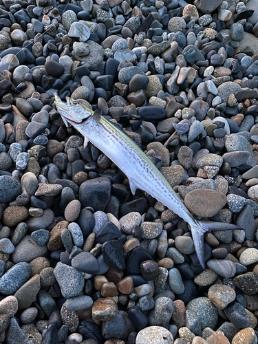 サゴシの釣果