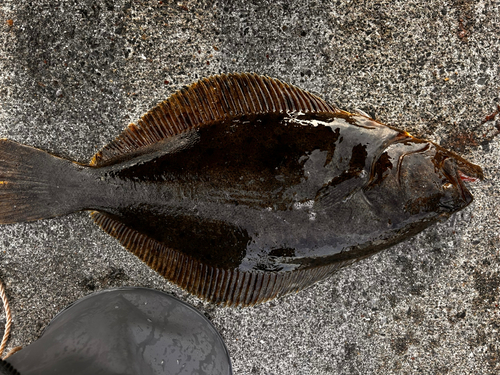 ヒラメの釣果