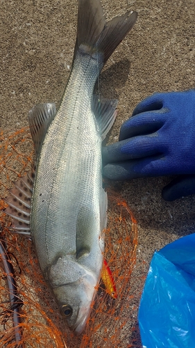 セイゴ（ヒラスズキ）の釣果