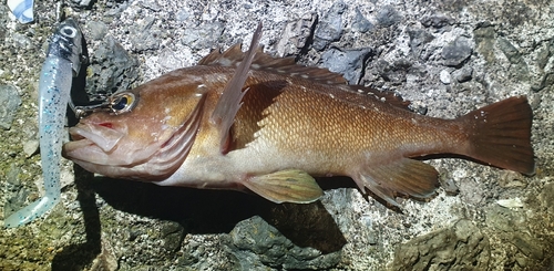 ガヤの釣果