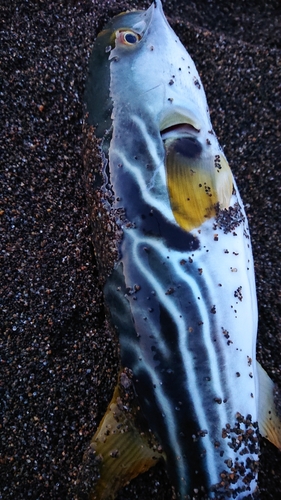 フグの釣果