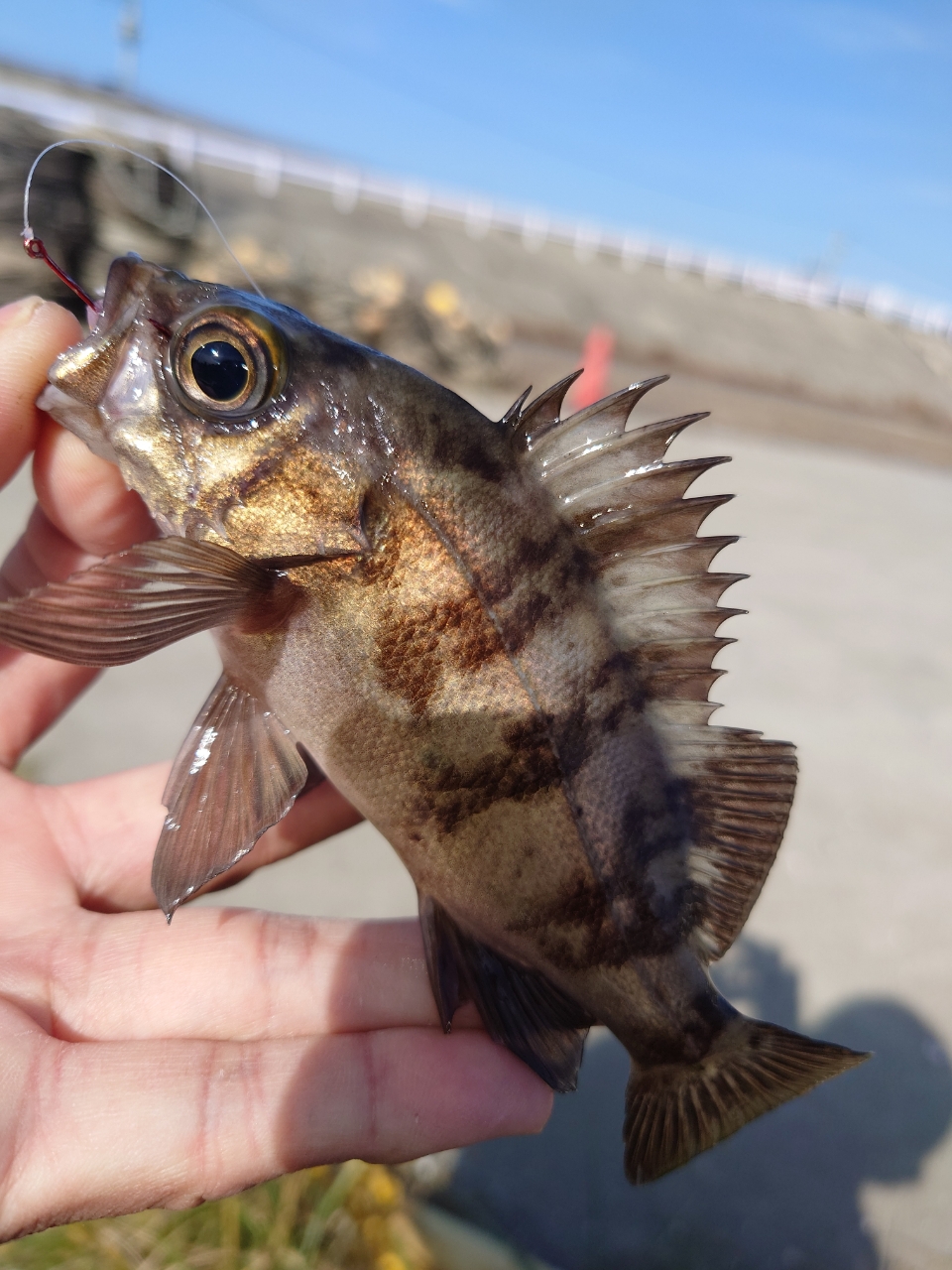 シロメバル