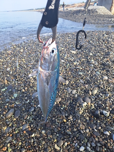 マルソウダの釣果