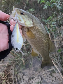 スモールマウスバスの釣果