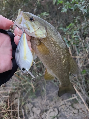 スモールマウスバスの釣果