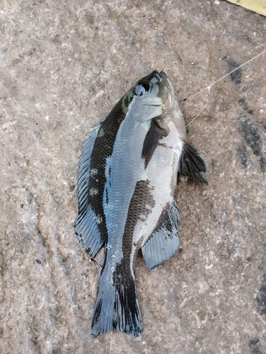 メジナの釣果