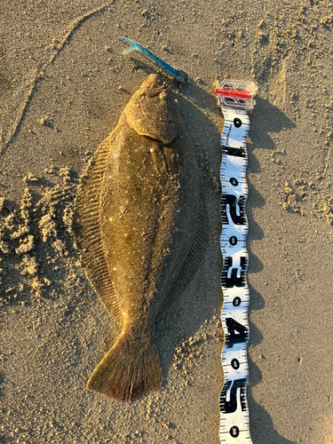 ヒラメの釣果