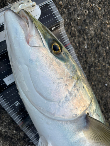 メジロの釣果