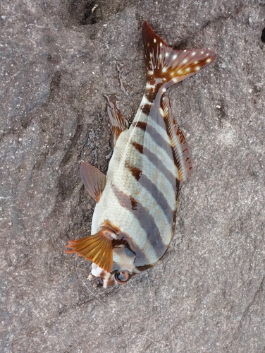 タカノハダイの釣果