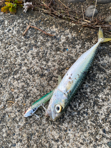 サバの釣果