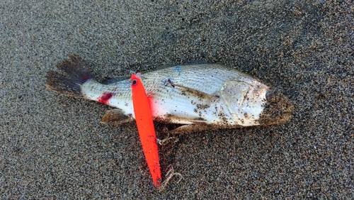 イシモチの釣果