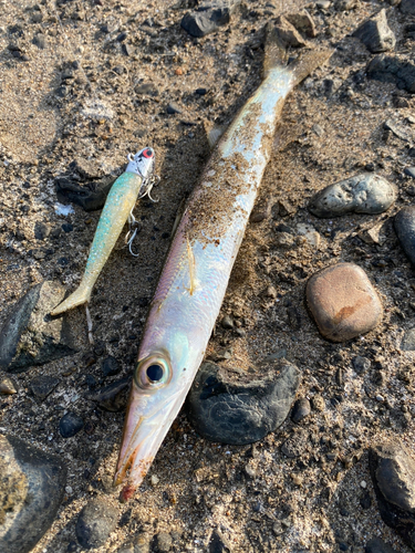 カマスの釣果