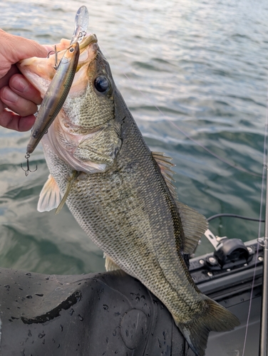 ブラックバスの釣果