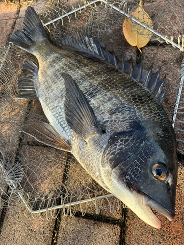 チヌの釣果