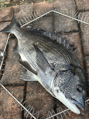 チヌの釣果