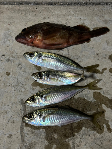 釣果