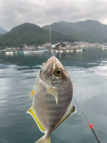 メッキの釣果