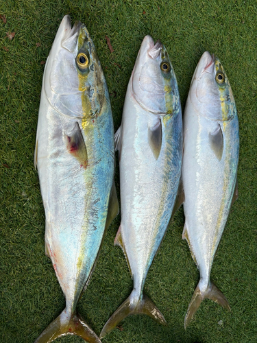 イナダの釣果