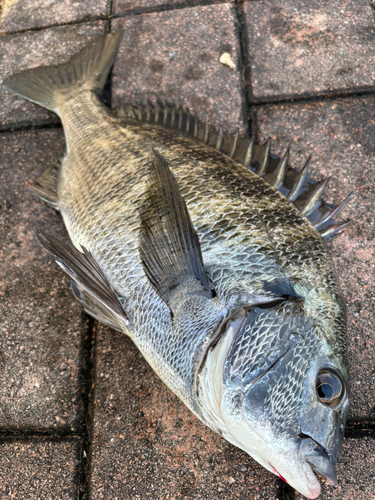 チヌの釣果