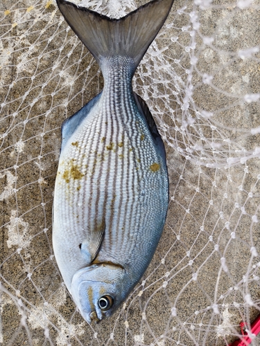 イスズミの釣果