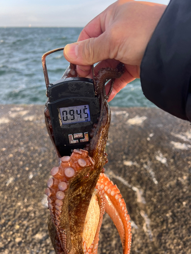 タコの釣果