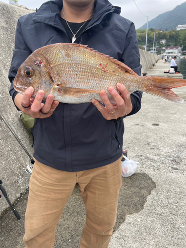 マダイの釣果