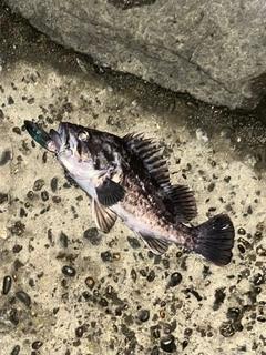 クロソイの釣果