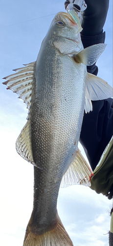 フッコ（マルスズキ）の釣果