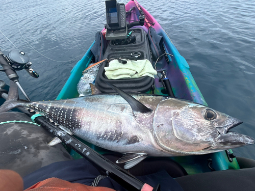 クロマグロの釣果