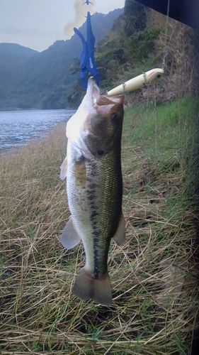 鰻池