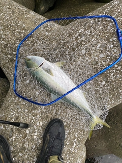 ハマチの釣果