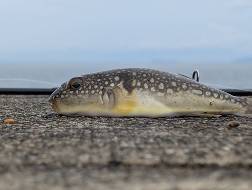 フグの釣果