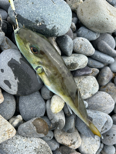 シロサバフグの釣果