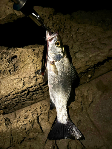 セイゴ（ヒラスズキ）の釣果