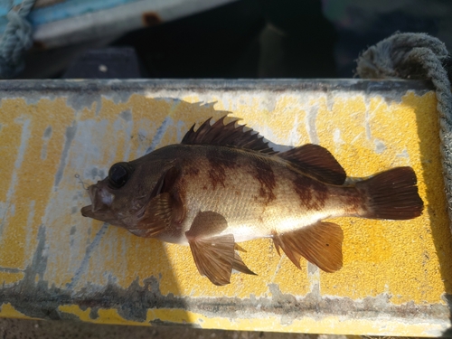 ウスメバルの釣果