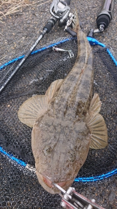 マゴチの釣果