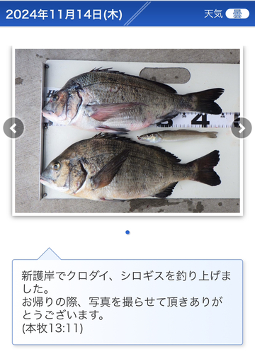 クロダイの釣果