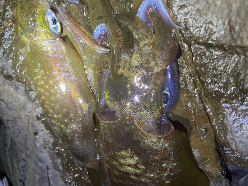 アオリイカの釣果