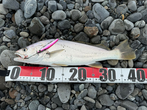 ニベの釣果