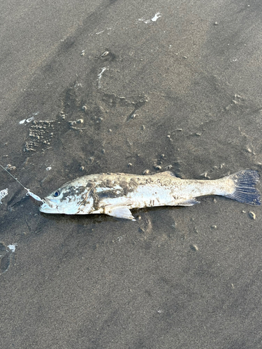 スズキの釣果