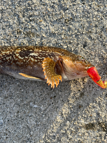 アイナメの釣果