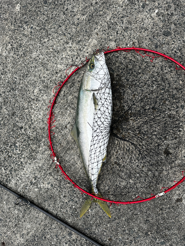 メジロの釣果