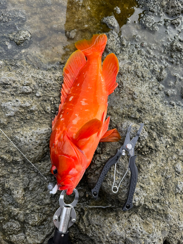 アカハタの釣果