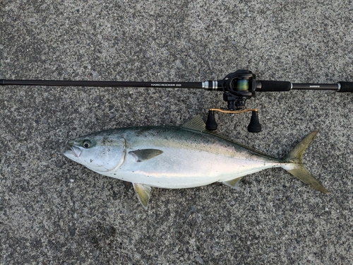 ヒラマサの釣果