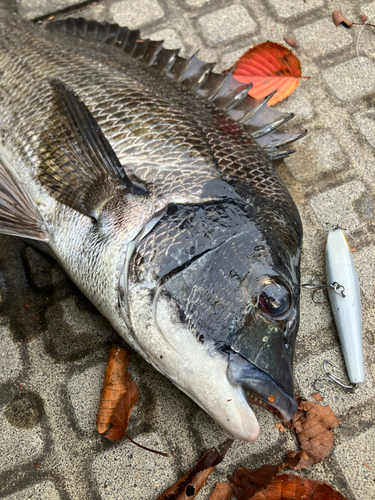 クロダイの釣果