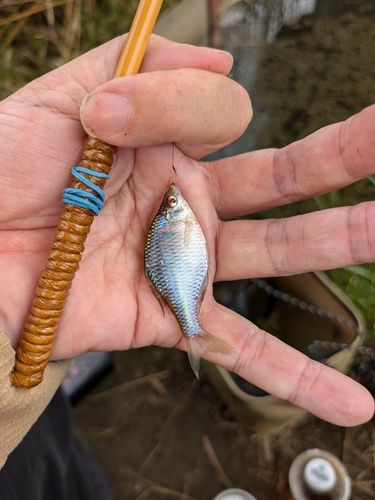 タイリクバラタナゴの釣果