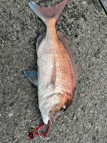 マダイの釣果