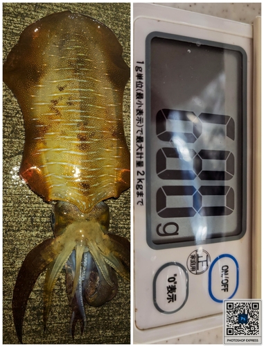 アオリイカの釣果