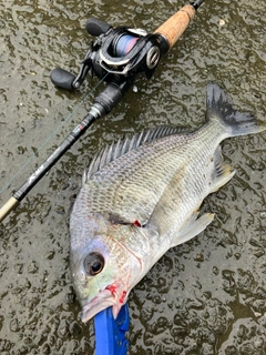 キビレの釣果