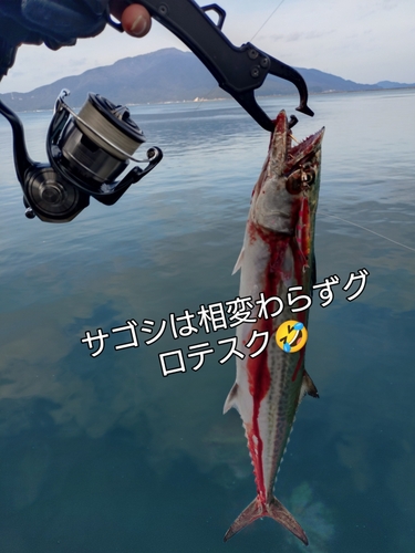 サゴシの釣果